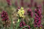 Le orchidee spontaneee (25kb)